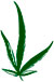 aceite de cannabi chile precio